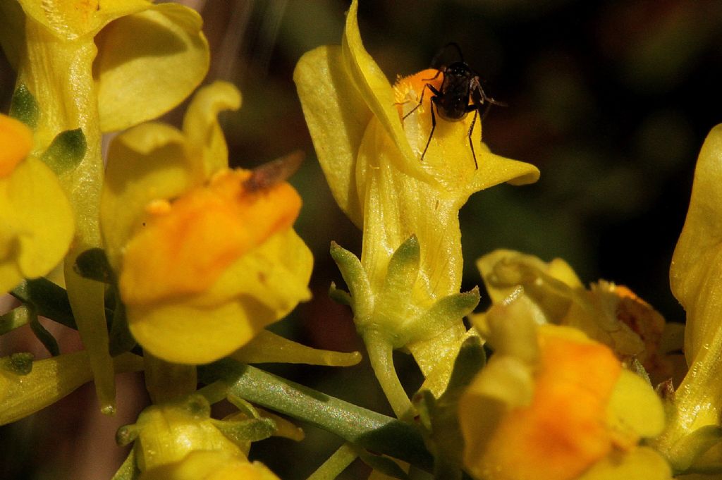 Linaria angustissima
